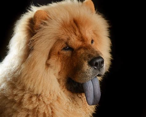 choxchox|Chow Chow .